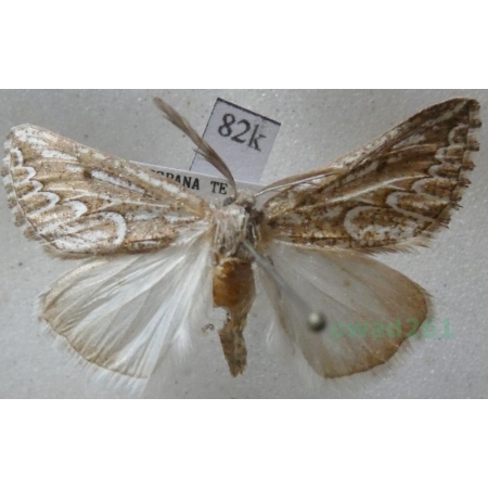 Compsoptera jourdanaria (Serres, 1826) Spain82k